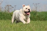 BULLDOG ANGLAIS 193